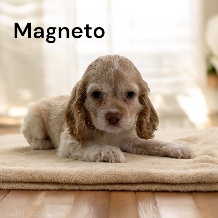 puppy, for, sale, Cocker Spaniel, Joe & Cherri  Overlease, dog, breeder, Miller, MO, dog-breeder, puppy-for-sale, forsale, nearby, find, puppyfind, locator, puppylocator, aca